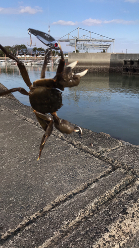 カニの釣果