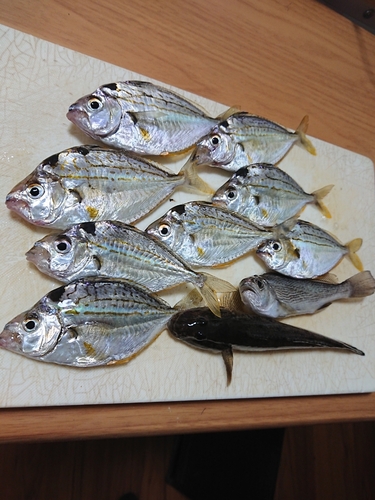 ヒイラギの釣果