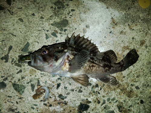 クロソイの釣果