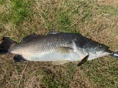 バラマンディの釣果