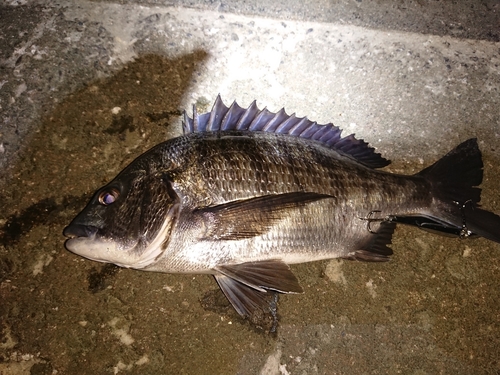 クロダイの釣果