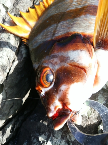 タカノハダイの釣果