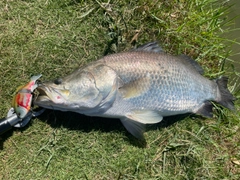 バラマンディの釣果