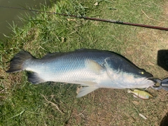 バラマンディの釣果