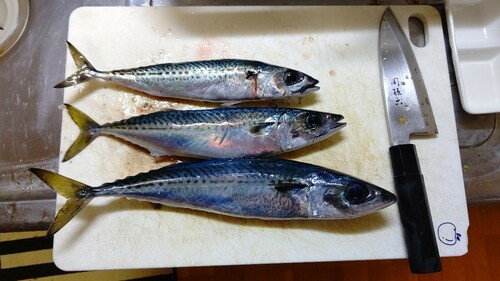 サバの釣果