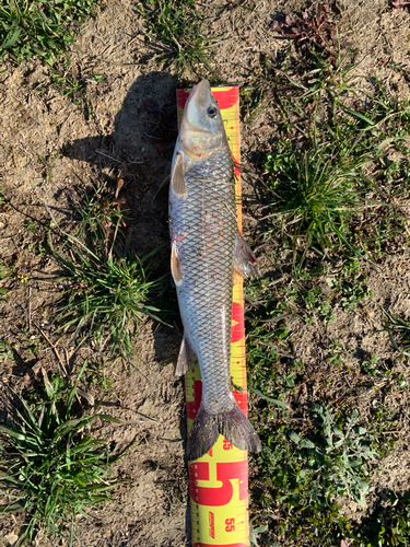 ニゴイの釣果