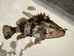 タケノコメバルの釣果