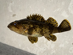 タケノコメバルの釣果