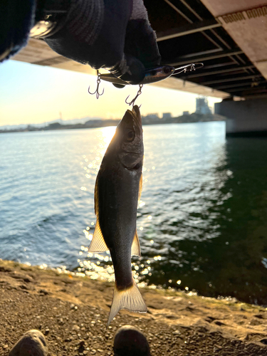 セイゴ（マルスズキ）の釣果