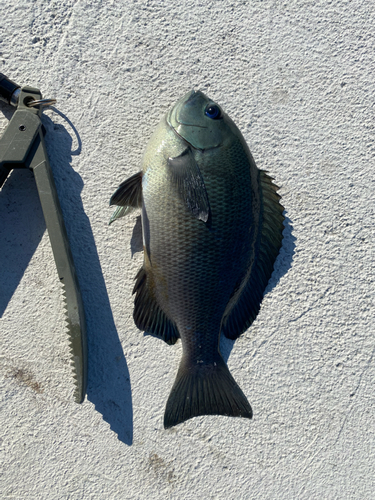 クロの釣果