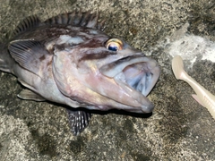 クロソイの釣果