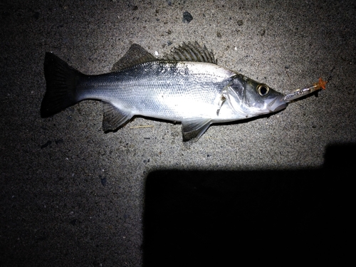 セイゴ（ヒラスズキ）の釣果