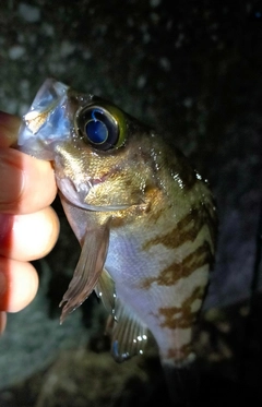 メバルの釣果