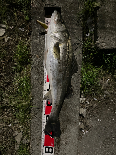 シーバスの釣果