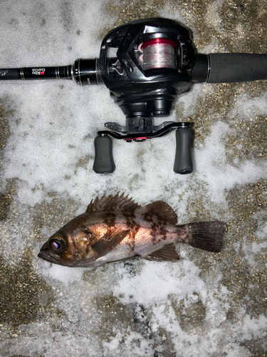 クロメバルの釣果