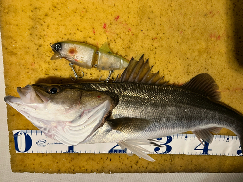 シーバスの釣果