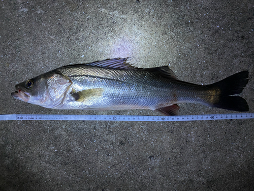 フッコ（マルスズキ）の釣果