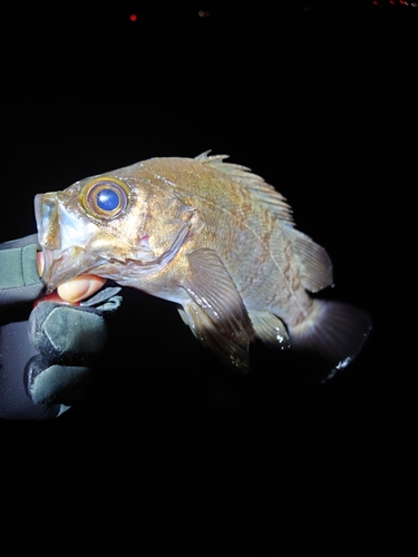 クロメバルの釣果