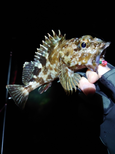 ガシラの釣果