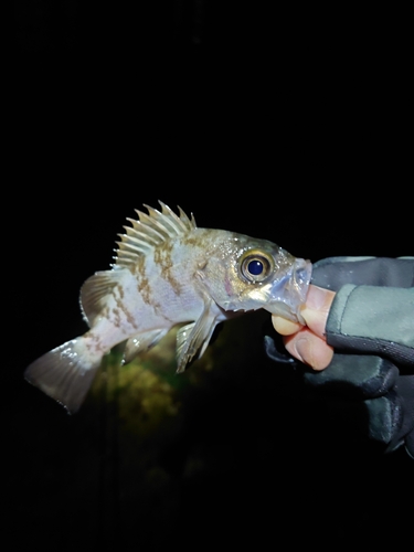 クロメバルの釣果