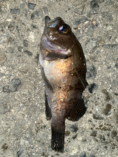 メバルの釣果