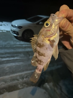 メバルの釣果