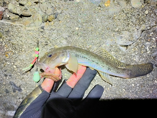 ハゼの釣果