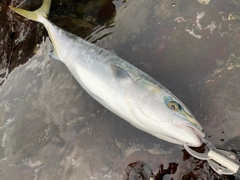 ヤズの釣果