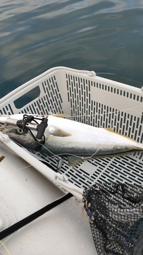 ブリの釣果