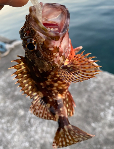 カサゴの釣果