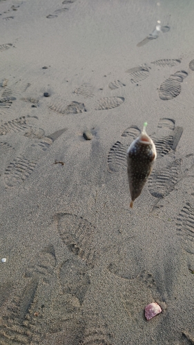 クサフグの釣果