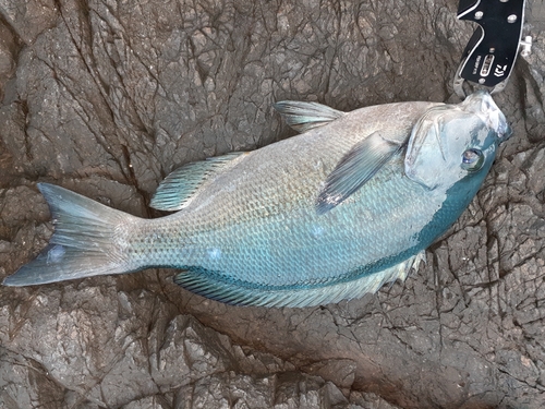 クチブトグレの釣果