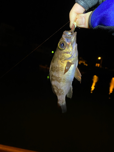 アカメバルの釣果