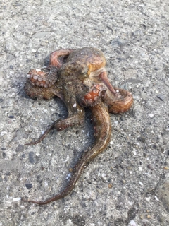 マダコの釣果