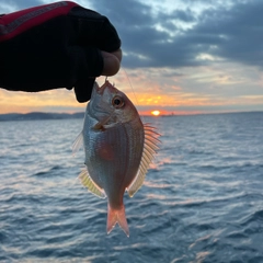 キダイの釣果