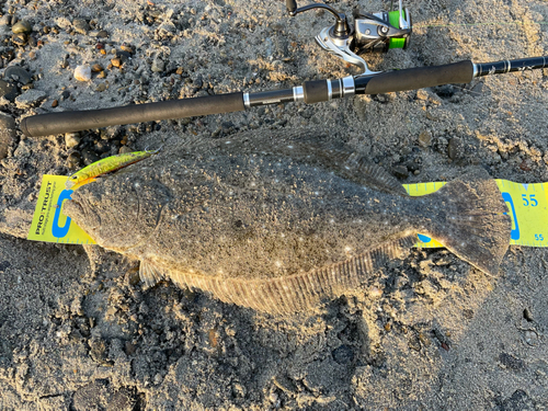 ヒラメの釣果