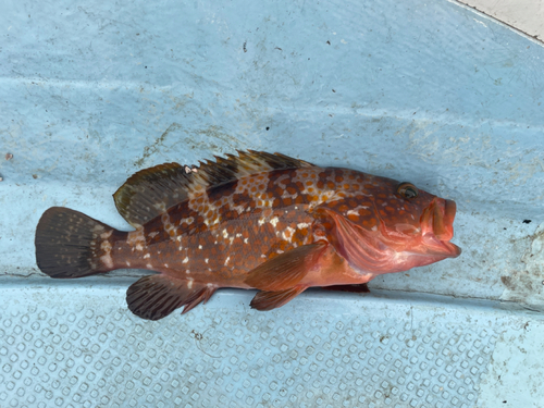 アコウの釣果