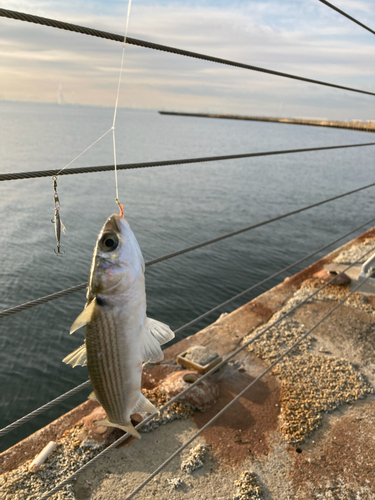 ボラの釣果