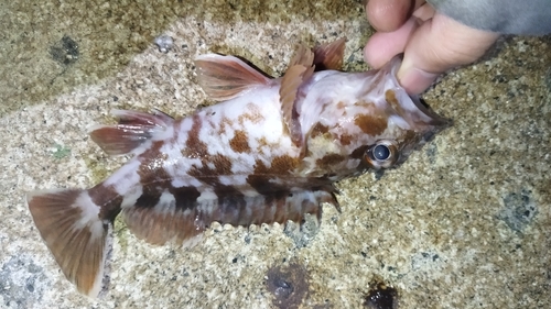 ガシラの釣果