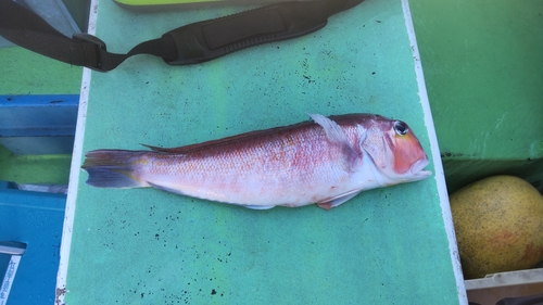 アマダイの釣果