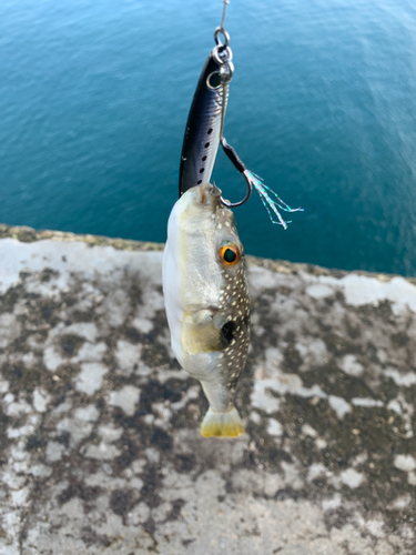 クサフグの釣果