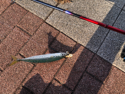 サバの釣果