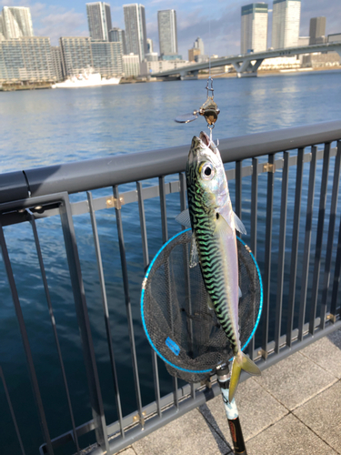 マサバの釣果