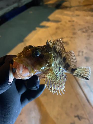 カサゴの釣果