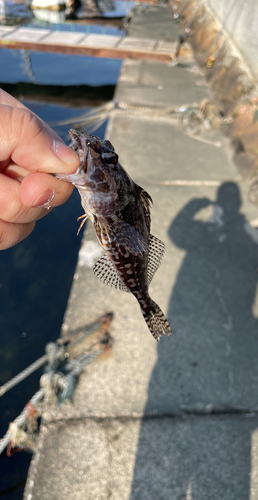 アナハゼの釣果