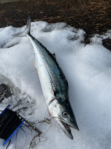 サゴシの釣果