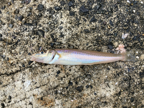 キスの釣果