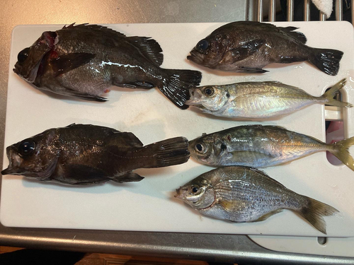 メバルの釣果