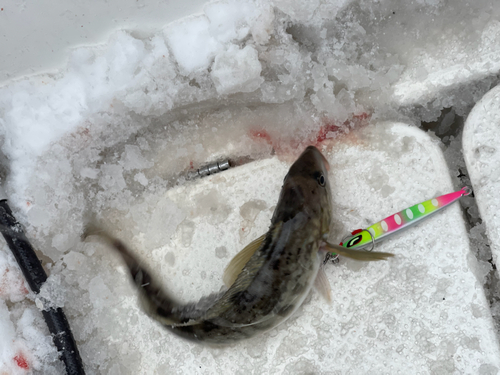 ホッケの釣果