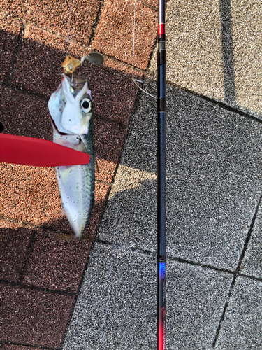 サバの釣果